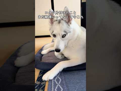 困り眉すぎる #shorts