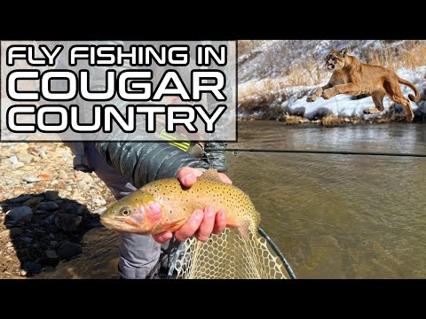 Fly Fishing in Cougar Country : Snowshoeing Adventure