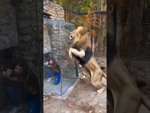 動物園のライオンに近づく際の注意点と安全に楽しむ方法【2025年版】 サムネイル