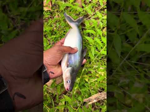 Caught This Rare Fish Today😮🎣! #facts #knoweledgefacts #fishspecies #infoknow