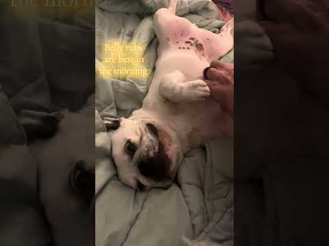 Belly rubs #frenchbulldog #morning #frenchie #cute #happy #smile