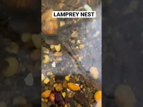 Big Lamprey Nest in Shallow Stream! 