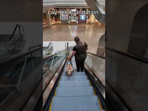 Service dog ESSENTIAL before escalator work!