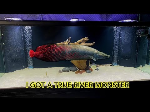 HOLY GRAIL OF MONSTER FISH | 100 New fish (Tour) Today I added 100 new fish in the fish room and I picked up the holy grail of monster fish . You guy