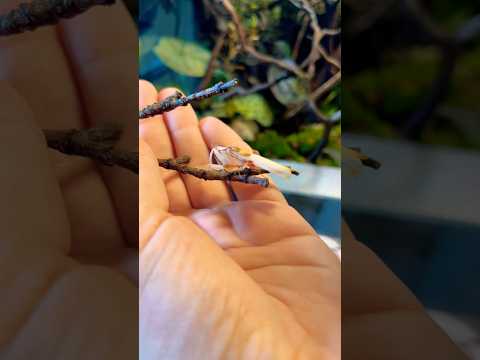 Say hi to 🌸Lucifer🌸 #orchideenmantis #mantis #terrarium