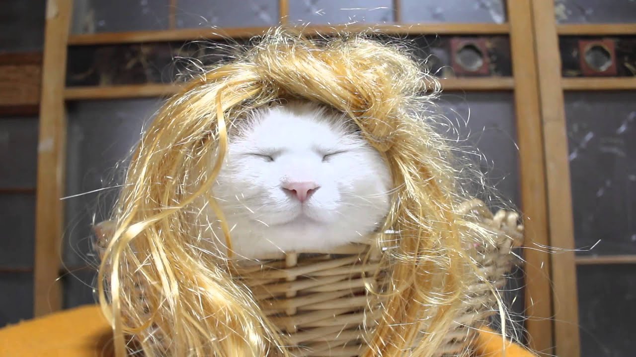 Blonde hair kitty cat