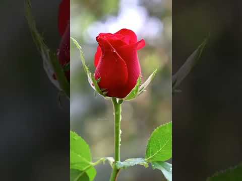 mera garden 🥰 #gardening #indoorplantplantnursery #youtube #terrace #plants #shorts