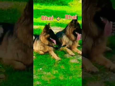 Bhai #doglove #feed #dog #lovesong #trending #germanshepheard #viralshorts