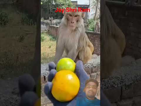 #monkey #funny Jay Shri Ram #animals #facts #facts #ekmotahathighumechala
