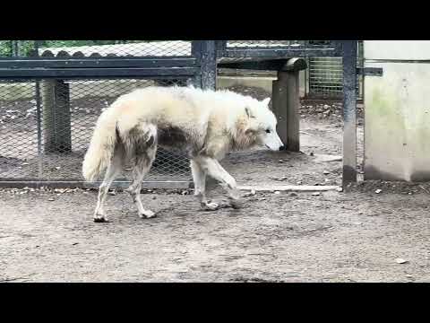 ホッキョクオオカミのムーン🌙くん　大森山動物園　IMG 8966