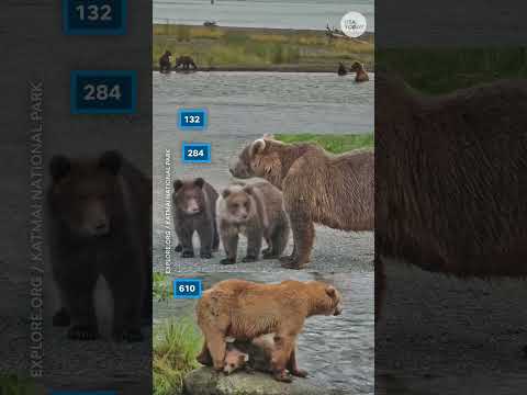 Survival of the fattest: Meet Fat Bear Week 2026 competitors