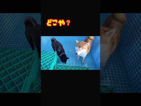 せっかくプールに入ったのにオヤツを見失ったと勘違いするりんご姉さん