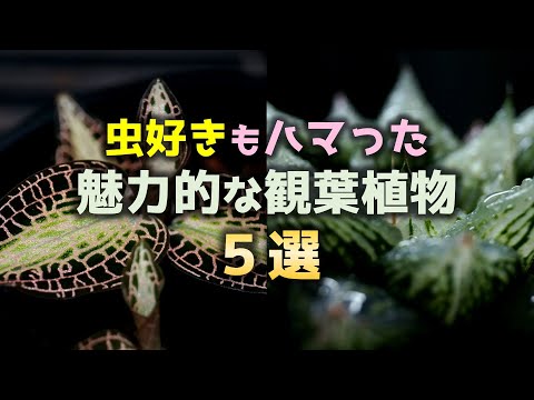 【興味0→沼!】”昆虫好き”でも育てたくなるスゴイ観葉植物がこちらです♪