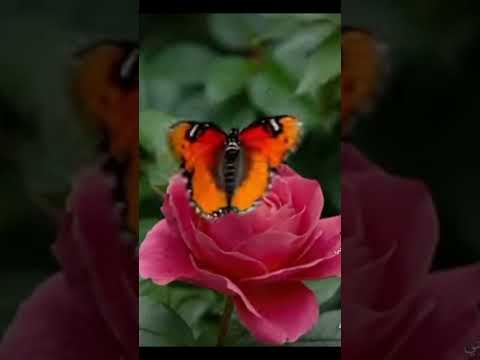 اكتب شيء توجور عليه#في جنة عالية… تلاوة تهز القلوب 🌿✨