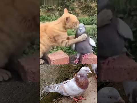 Billi vs Kabutar🔥😈 Gola Kabutar 😱 #fancypigeons #farm #kabootar #pigeon #racing