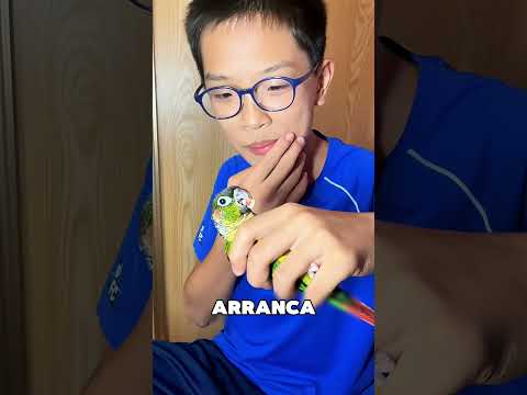 El Loro Más Inteligente Del Mundo 🤯❤️