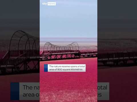 Nature reserve in China turns vivid red