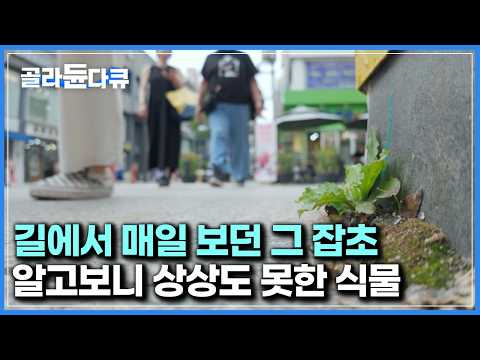 드러누워 매일 짓밟히던 그 잡초가 알고보니 엄청난 위력을 가진 식물이었다｜다큐프라임｜#골라듄다큐