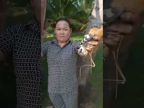 បងប្អូនស្គាល់ឈ្មោះសត្វអី?