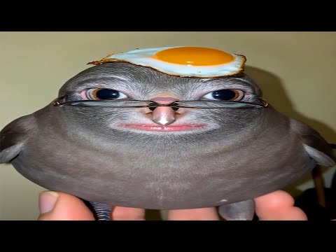 nie wytrzymuje ze śmiechu podczas oglądania śmiesznych filmików w internecie