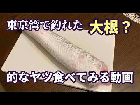 SUPフィッシングで大根みたいな魚釣れたので食べてみた