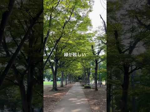 疲れた心にそっと届く…木漏れ日の癒し｜やすべえの秘密基地