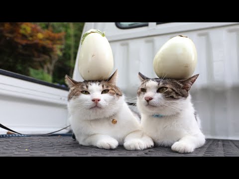 白米の上ののせ猫動画で楽しむ癒しと笑顔 サムネイル