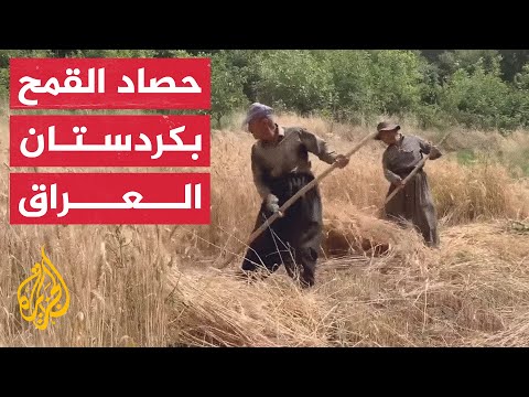 شاهد | قرويون يحصدون القمح يدوياً بإحدى قرى كردستان العراق