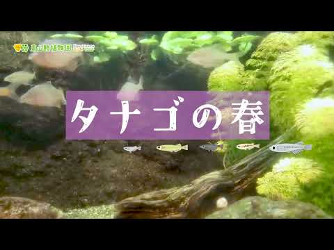 【東山動植物園公式】タナゴの春《 タナゴ　世界のメダカ館 》