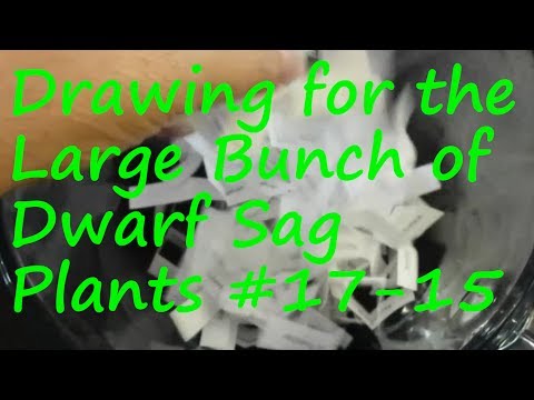 Dwarf Sag Drawing #17-15 We held a free drawing on our Facebook business page recently.  This video records the actual drawin
