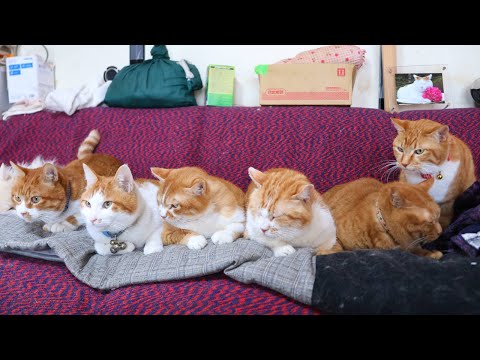 猫の動画サムネイル - 6匹の茶白猫軍団　250518