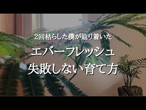 【3度目の正直】エバーフレッシュを2回枯らしてわかった失敗の原因と育て方 | 剪定 | 置き場所 | 水やり | 植え替えについても解説