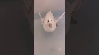 水浴びをする？アヒルさん #shorts