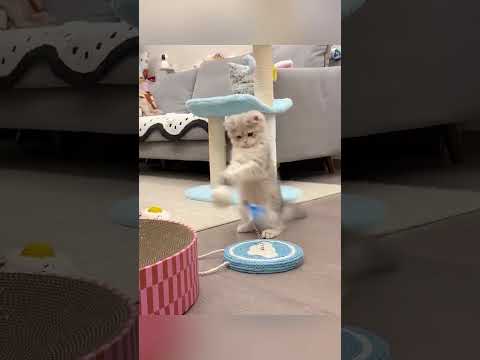 #قطط #ذكاء اصطناعي #مضحك #تسلية #اطفال #مرح #قطط_مضحكة #Cats