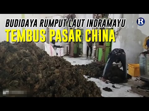 Budidaya Rumput Laut Indramayu Tembus Pasar China