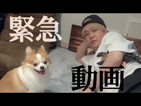 緊急でまわしてます。虎太郎の新たな芸です。
