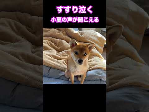 すすり泣く小夏の声が聞こえる　柴犬小夏 #柴犬 #柴犬との暮らし