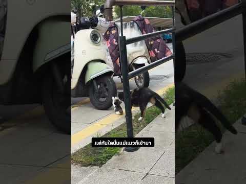 ตัวนี้มันร้าย #สัตว์โลกน่ารัก