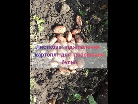 Листкове підживлення картоплі для дозрівання бульб