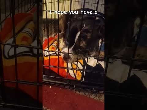 Spot hopes you have a wonderful day❤️#cuteanimal#cutedog