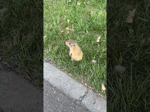 суслики в Красноярске #милота #животные #суслик #красноярск
