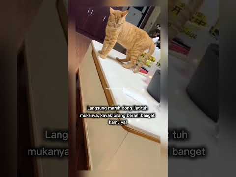 kucing ini tiba tiba pukul temannya #shorts #short