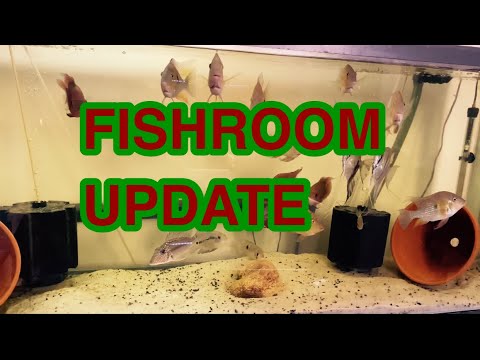 FishRoom update Just a little fishroom update on some of my fish Discus,red head tapajo etc..  ￼as you will be abl