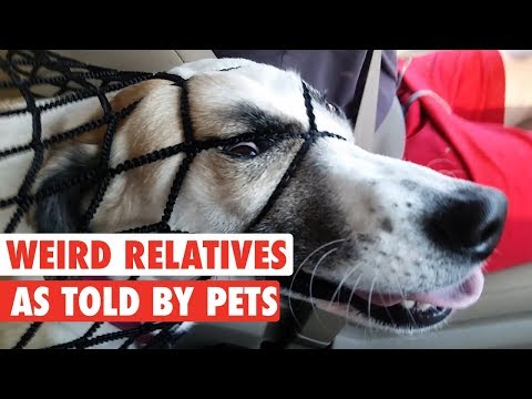 Your Weird Relatives As Told By Pets - UCPIvT-zcQl2H0vabdXJGcpg