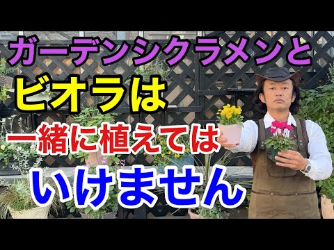 【すぐに枯れます】あなたが知らないガーデンシクラメンの本当の育て方　　　　【カーメン君】【園芸】【ガーデニング】【初心者】