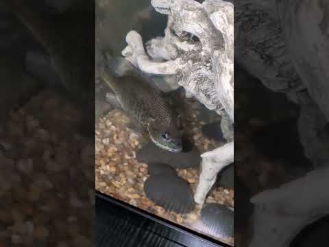 Rocky meets Bullwinkle #warmouth #bluegill #aquarium