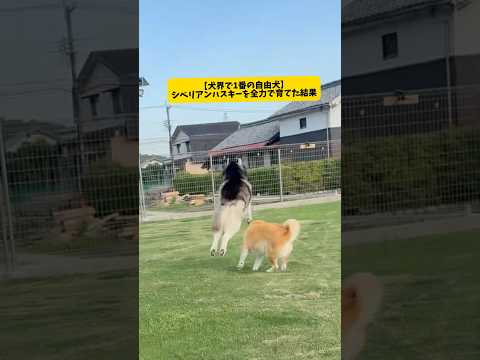 【犬界一の自由犬】ハスキーを全力で育てた結果が可愛すぎました#シベリアンハスキー#shorts #shortvideo