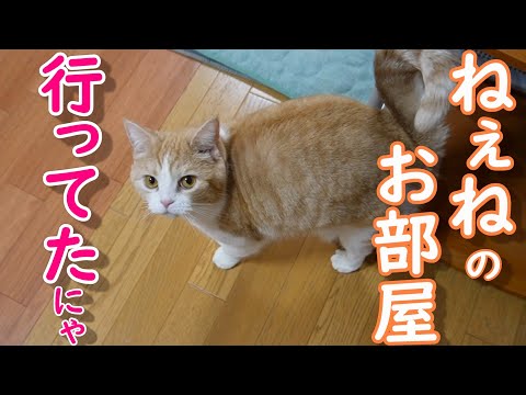 ママの姿が見えないと鳴く猫【スコティッシュフォールド】【アビシニアン】