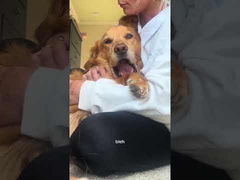 犬の動画サムネイル - coming home to my golden retriever😻#goldenretreivers #dog #puppy #goldenretreiver #dogbreed #happy