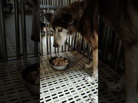 （一）老蘇愛心天使團救助安養的雲林老浪犬 咖啡老奶奶 剛來老蘇時有點驚慌失措，經過一天的修養，已經開始願意吃烤雞肉，並走出床位到外面散步，慢慢適應的相當好